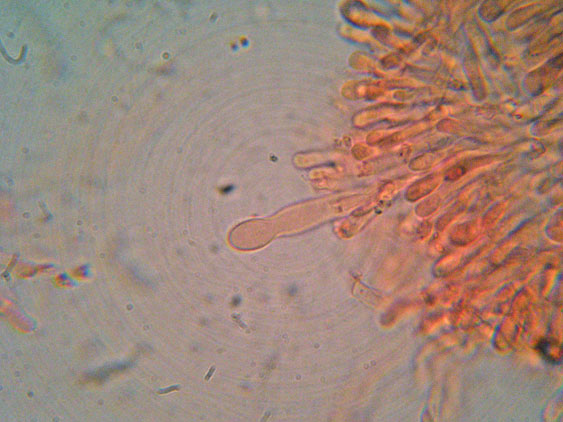 Phanerochaete raduloides? (Phanerochaete aculeata)