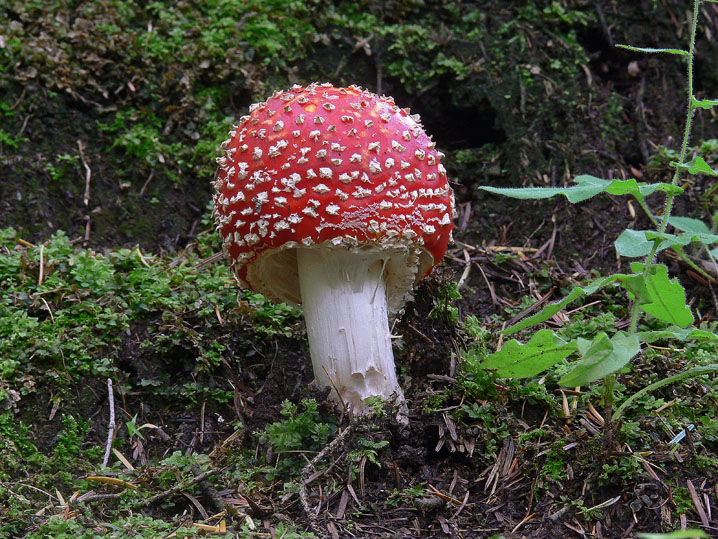 Amanita muscaria