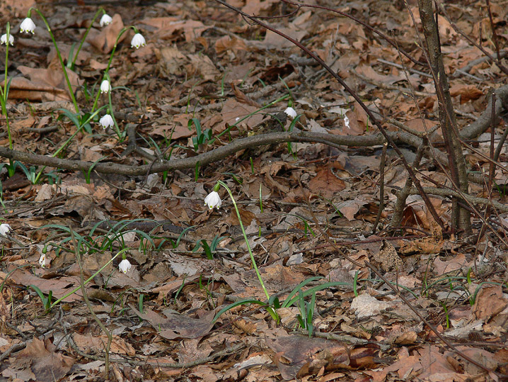 Marzo-Aprile 2009