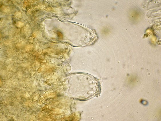 Inocybe da determinare