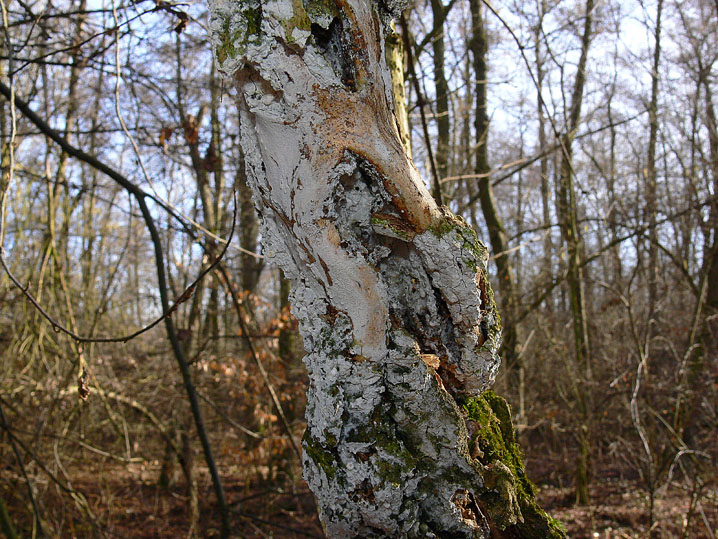 Quiz N.8 (Hyphoderma sambuci)