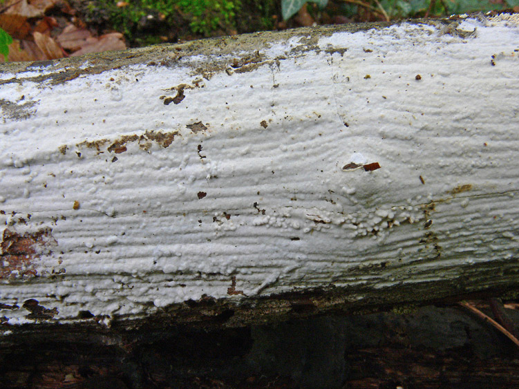 Phanerochaete da determinare (Phanerochaete sordida)