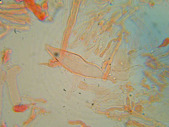 Phanerochaete da determinare (Phanerochaete sordida)