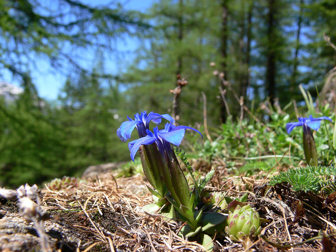 Gentiana verna / Genziana primaticcia