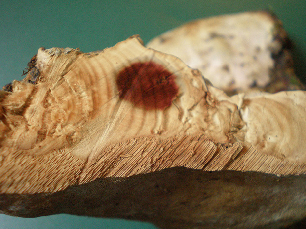 Perenniporia fraxinea (Bull.) Ryvarden