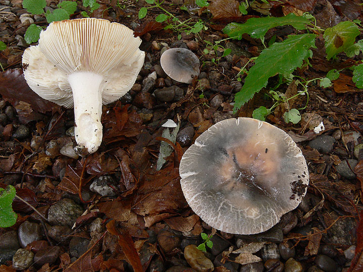 Lennesima Russula parazurea?