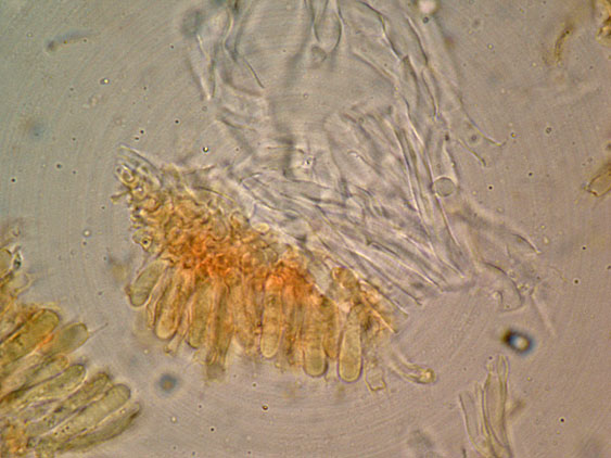 Curiosità più che determinaz.-foto6074(Postia leucomallella)