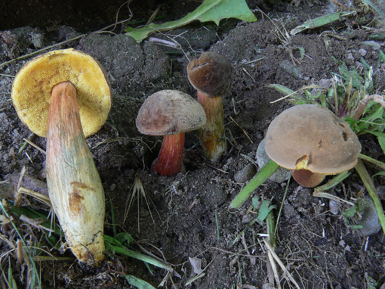 Ancora Xerocomus
