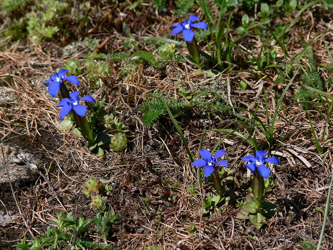 Gentiana verna / Genziana primaticcia