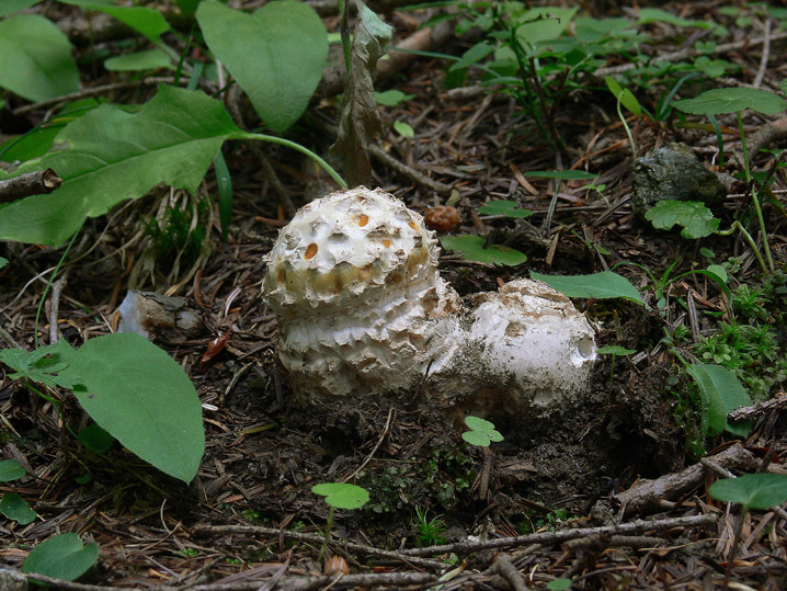 Amanita muscaria