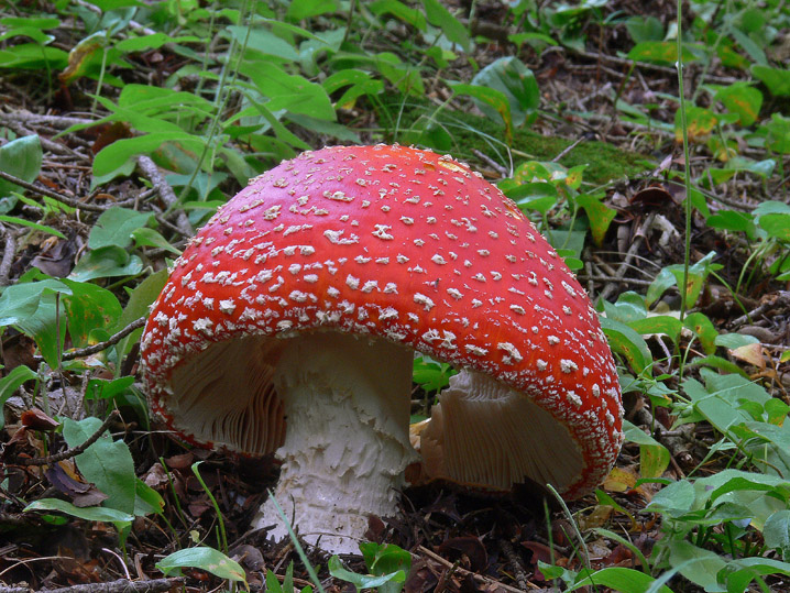 Amanita muscaria