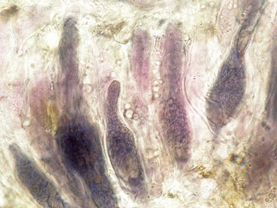 Peniophora lilacea Bourdot & Galzin