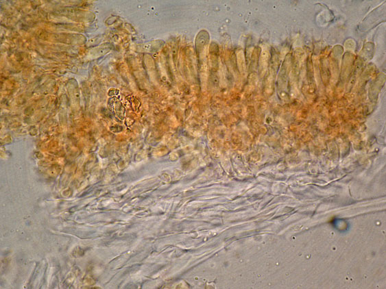 Curiosità più che determinaz.-foto6074(Postia leucomallella)
