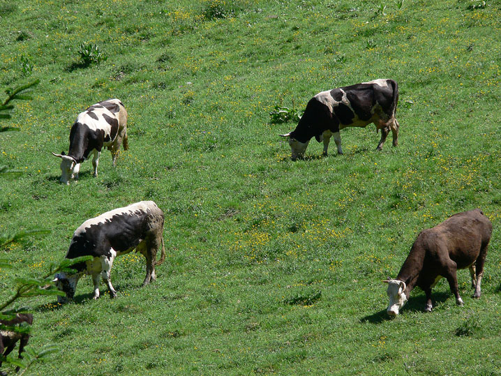 Animali al pascolo