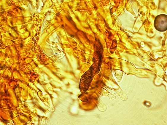 Quiz N.4 (Phaeolus schweinitzii)