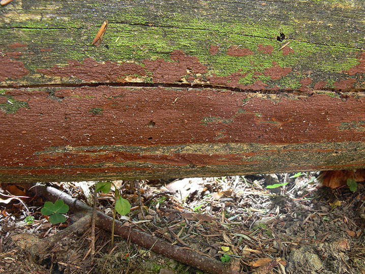 Quiz N. 5 (Hymenochaete fuliginosa)