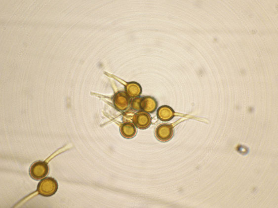 Bovista da determinare