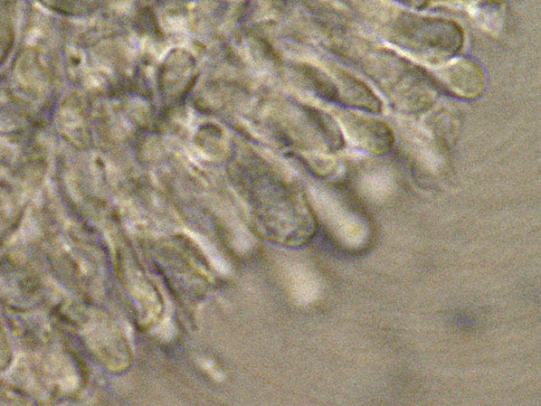 Curiosità più che determinaz.-foto6074(Postia leucomallella)