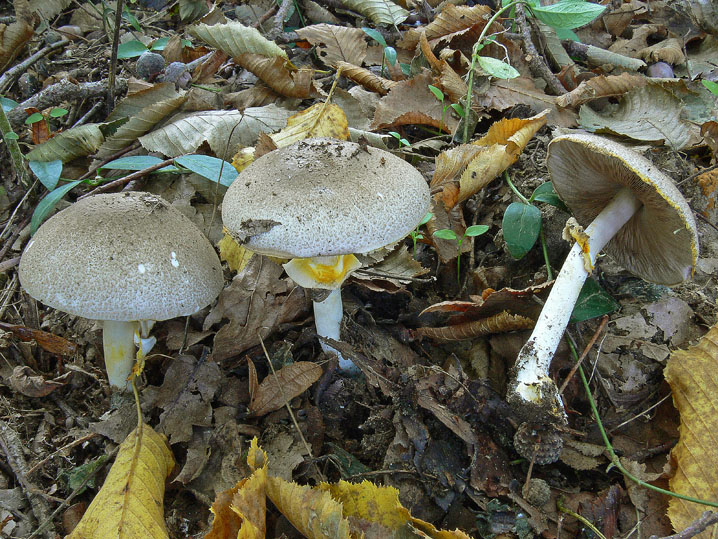 Raccolte del 4 Ottobre