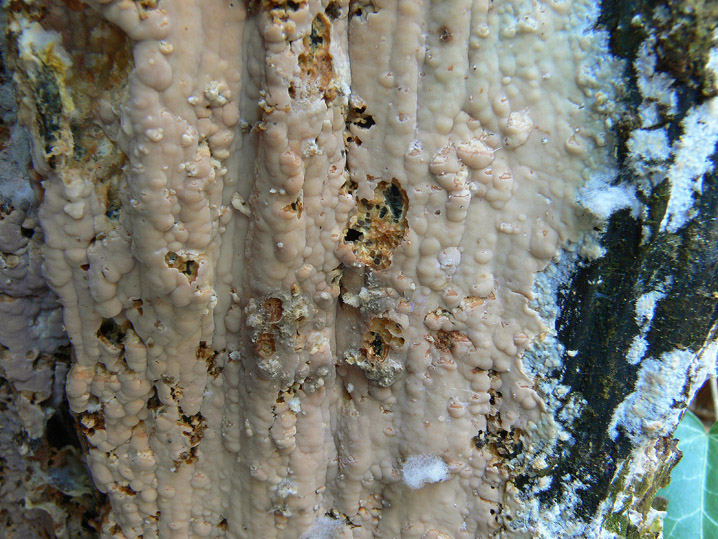 Gloiothele lactescens? (Gloiothele lactescens)