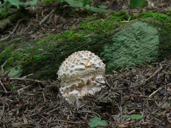 Amanita muscaria