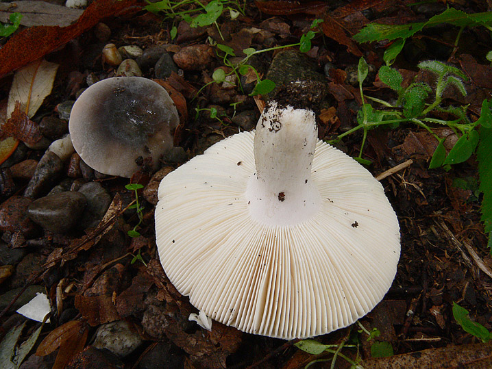 Lennesima Russula parazurea?