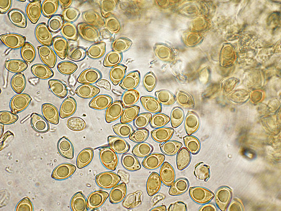 Inocybe da determinare