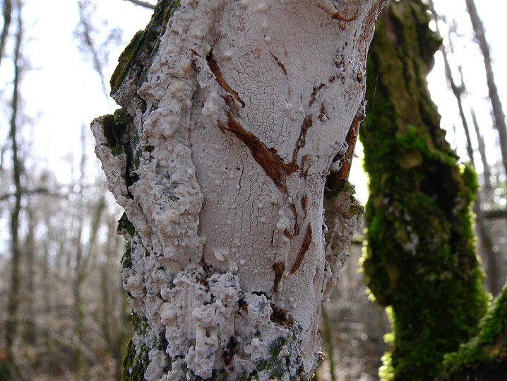 Quiz N.8 (Hyphoderma sambuci)