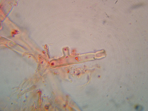 Phanerochaete raduloides? (Phanerochaete aculeata)