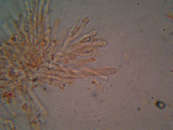 Phanerochaete raduloides? (Phanerochaete aculeata)