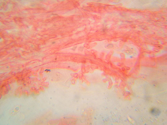 Mycena da determinare (cfr. Mycena galericulata)