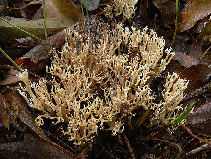 Ramaria da determinare