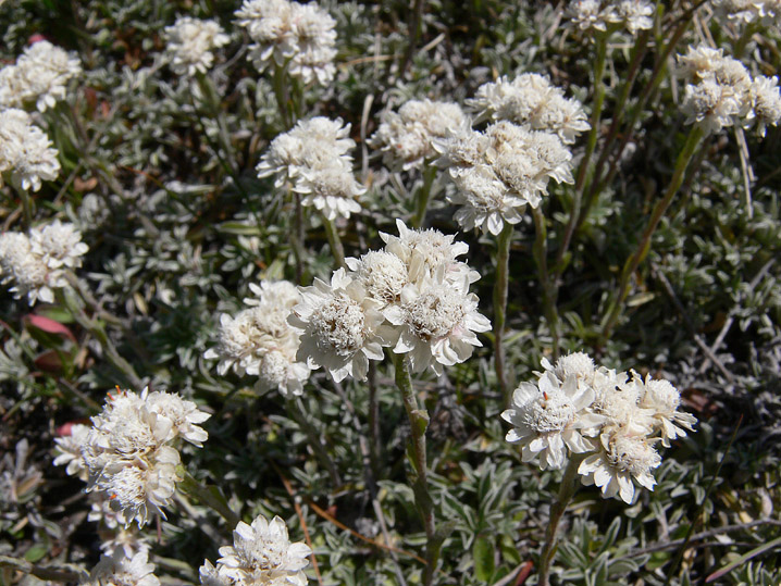 Da determinare - Antennaria sp.