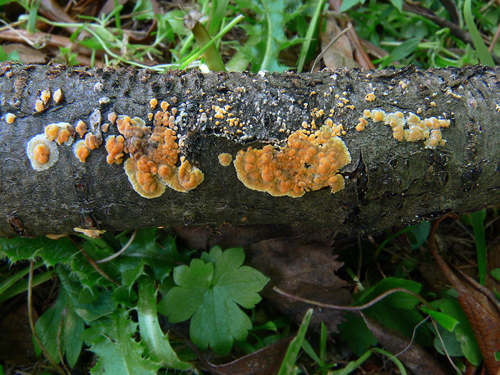 La micoflora dell''alneto