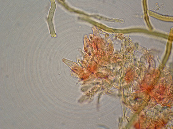 Gloeophyllum da determinare (Gloeophyllum trabeum)