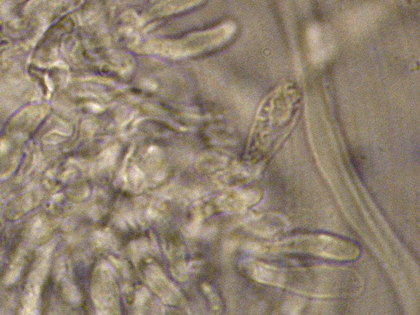 Curiosità più che determinaz.-foto6074(Postia leucomallella)