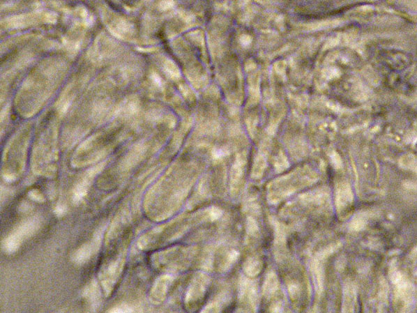 Curiosità più che determinaz.-foto6074(Postia leucomallella)