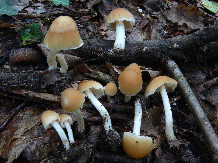 Pioggia...........funghi........