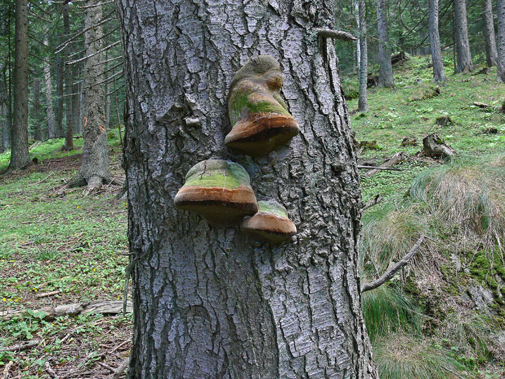 Estate 2008