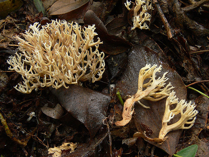 Ramaria da determinare