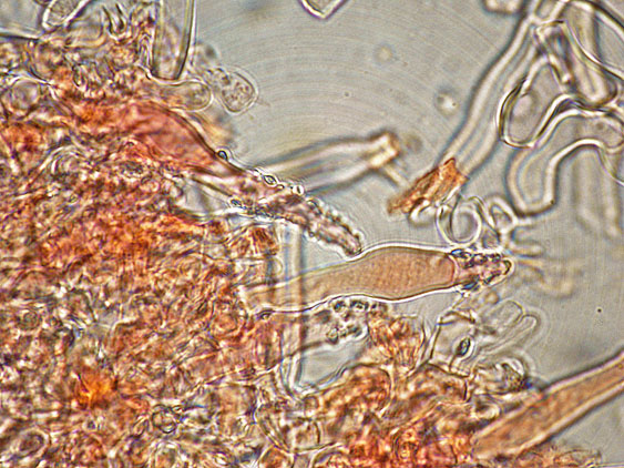 Phanerochaete con Gaf?