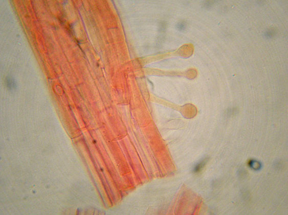 Raccolte del 9 Novembre