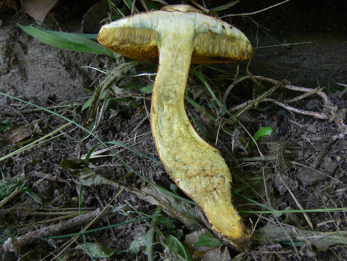 Ancora Xerocomus