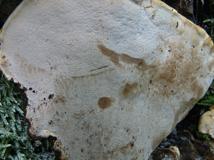 Perenniporia fraxinea (Bull.) Ryvarden