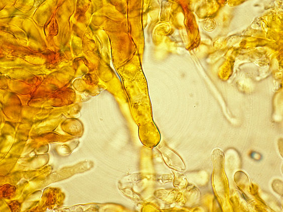 Quiz N.4 (Phaeolus schweinitzii)