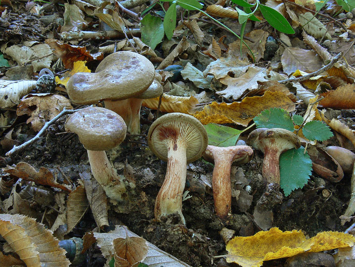 Raccolte del 4 Ottobre