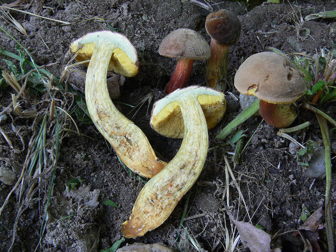 Ancora Xerocomus