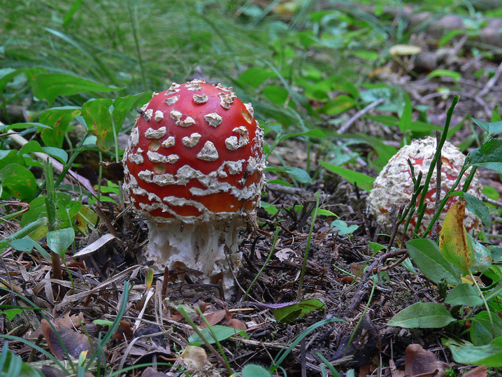 Amanita muscaria