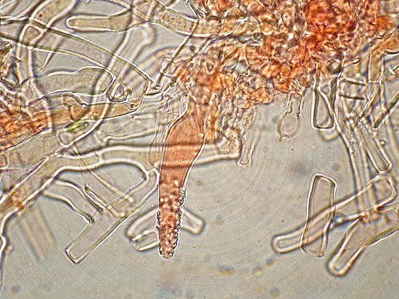 Phanerochaete con Gaf?