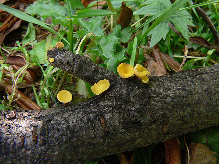 La micoflora dell''alneto